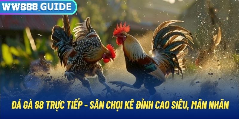 Đá Gà 88 Trực Tiếp - Sân Chọi Kê Đỉnh Cao Siêu, Mãn Nhãn