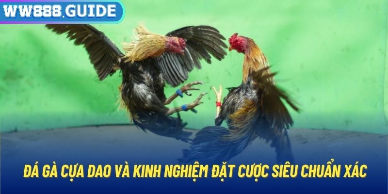 Đá Gà Cựa Dao Và Kinh Nghiệm Đặt Cược Siêu Chuẩn Xác