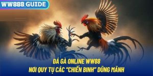 Đá Gà Online WW88 | Nơi Quy Tụ Các “Chiến Binh” Dũng Mãnh