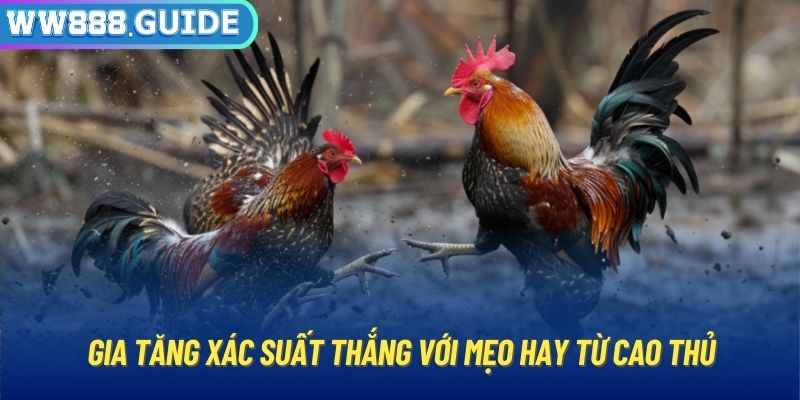 Gia tăng xác suất thắng với mẹo hay từ cao thủ