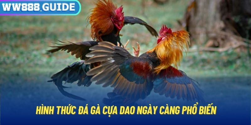 Hình thức đá gà cựa dao ngày càng phổ biến