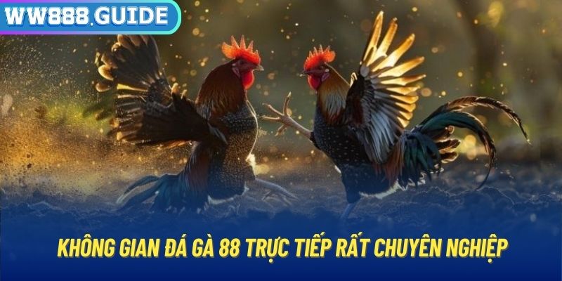 Không gian đá gà 88 trực tiếp rất chuyên nghiệp