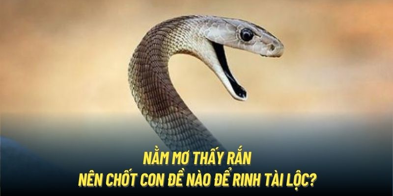 Nằm Mơ Thấy Rắn - Nên Chốt Con Đề Nào Để Rinh Tài Lộc?