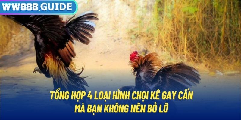 Tổng hợp 4 loại hình chọi kê gay cấn mà bạn không nên bỏ lỡ