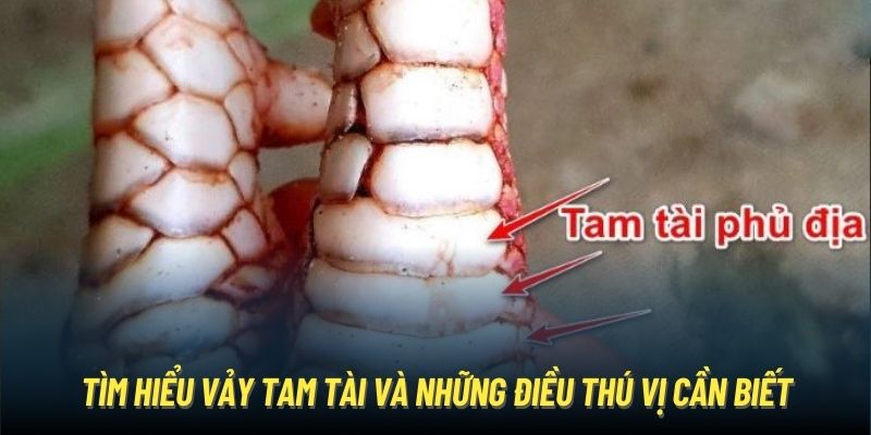 Tìm Hiểu Vảy Tam Tài Và Những Điều Thú Vị Cần Biết